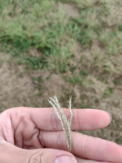 Bothriochloa pertusa, photographed by Kevin Faccenda