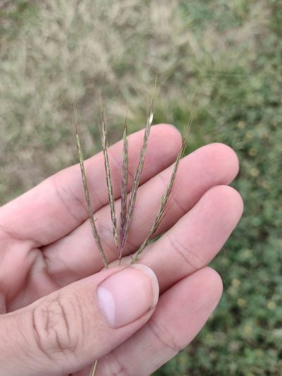 Bothriochloa pertusa, photographed by Kevin Faccenda