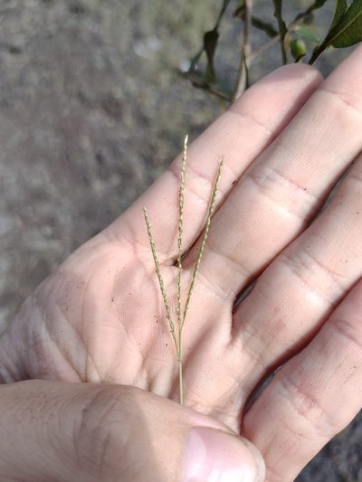 Digitaria violascens, photographed by Kevin Faccenda
