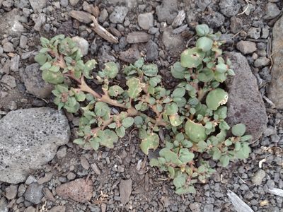 Trianthema portulacastrum, photographed by Kevin Faccenda