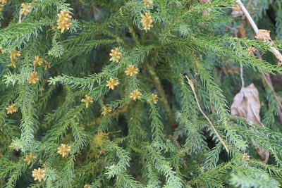 Cryptomeria japonica, photographed by Dinesh Valke