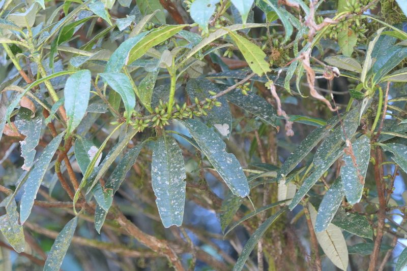 Xylosma longifolia, photographed by Dinesh Valke