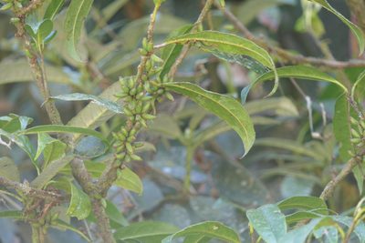 Xylosma longifolia, photographed by Dinesh Valke