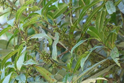 Xylosma longifolia, photographed by Dinesh Valke