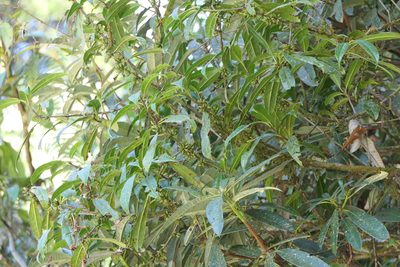 Xylosma longifolia, photographed by Dinesh Valke
