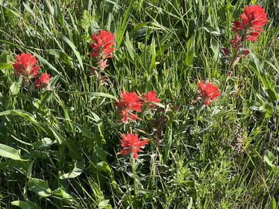 Castilleja affinis, photographed by Chuck Wilson