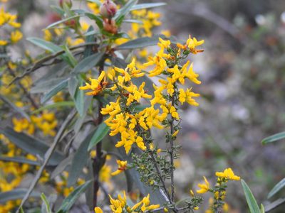 Genista triacanthos, photographed by Duarte Frade