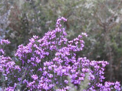 Erica umbellata, photographed by Duarte Frade