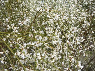 Retama monosperma, photographed by Duarte Frade