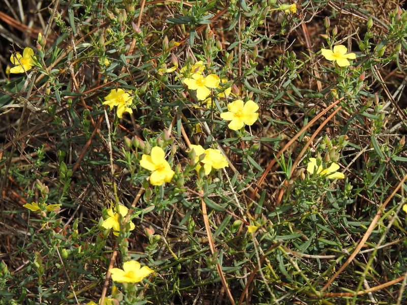 Cistus calycinus, photographed by Duarte Frade