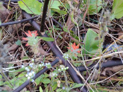 Castilleja arvensis, photographed by Kevin Faccenda