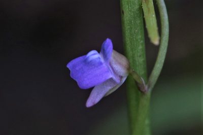 Utricularia foveolata, photographed by Hugo Innes