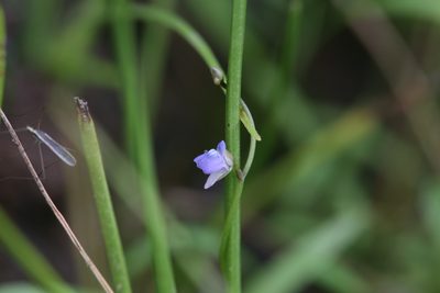 Utricularia foveolata, photographed by Hugo Innes