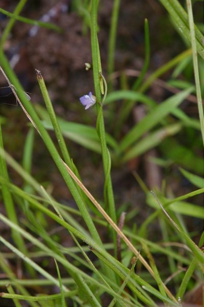 Utricularia foveolata, photographed by Hugo Innes