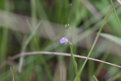 Utricularia foveolata, photographed by Hugo Innes