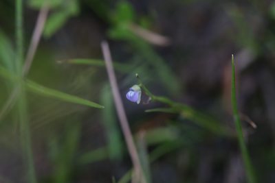 Utricularia foveolata, photographed by Hugo Innes