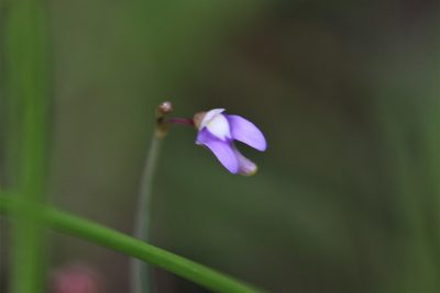 Utricularia limosa, photographed by Hugo Innes
