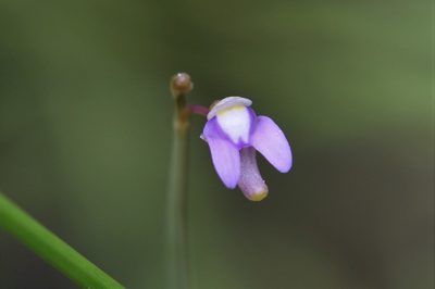 Utricularia limosa, photographed by Hugo Innes