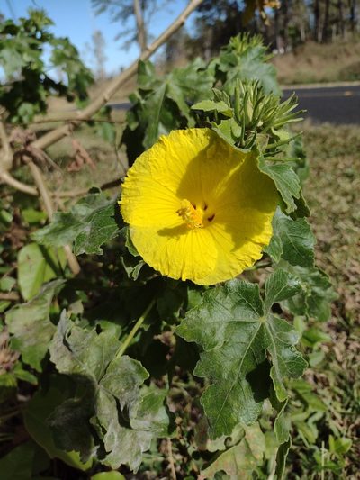 Sabdariffa brackenridgei, photographed by Kevin Faccenda