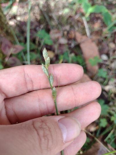 Carex longii, photographed by Kevin Faccenda