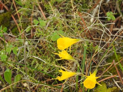 Narcissus bulbocodium, photographed by Duarte Frade