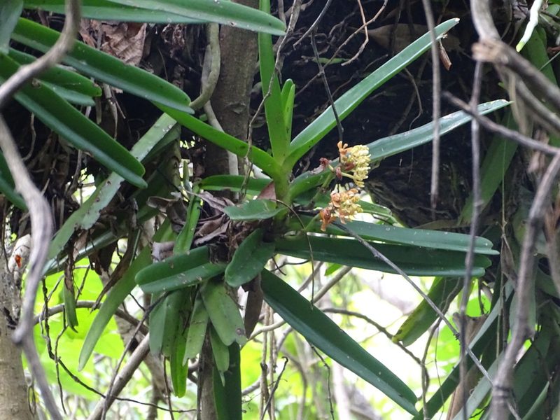 Acampe pachyglossa, photographed by Shaun Swanepoel