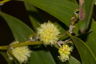 Acacia heterophylla, photographed by Kevin Faccenda