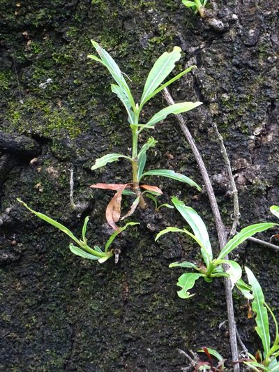 Acampe pachyglossa, photographed by Shaun Swanepoel
