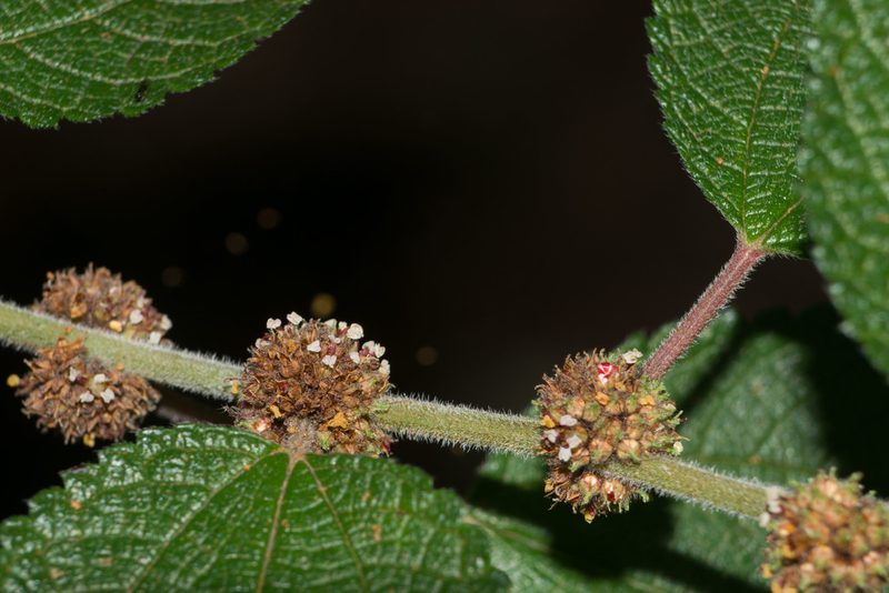 Phenax hirtus, photographed by Kevin Faccenda