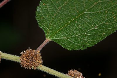 Phenax hirtus, photographed by Kevin Faccenda