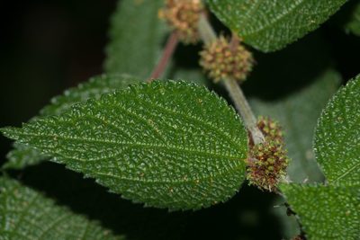 Phenax hirtus, photographed by Kevin Faccenda