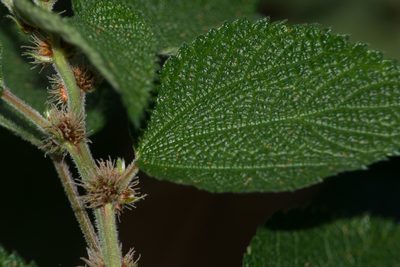 Phenax hirtus, photographed by Kevin Faccenda