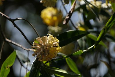 Edgeworthia gardneri, photographed by Dinesh Valke