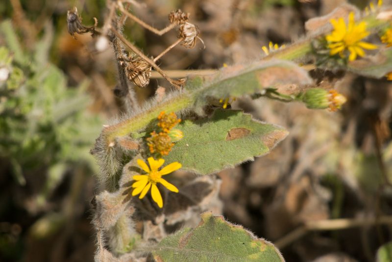 Heterotheca grandiflora, photographed by Kevin Faccenda