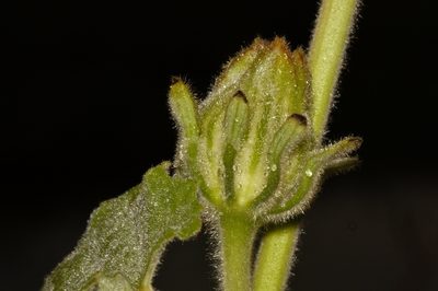 Cravenia panduriformis, photographed by i_c_riddell