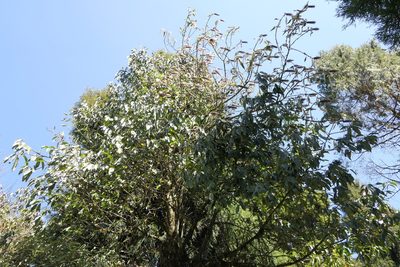 Leucosceptrum canum, photographed by Dinesh Valke