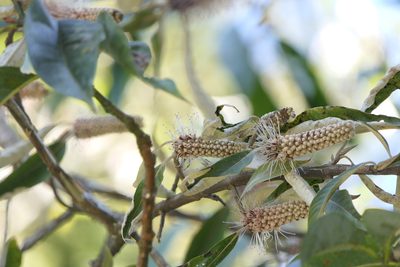 Leucosceptrum canum, photographed by Dinesh Valke