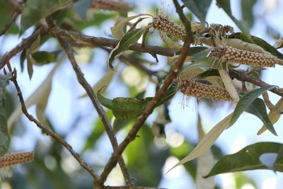 Leucosceptrum canum, photographed by Dinesh Valke