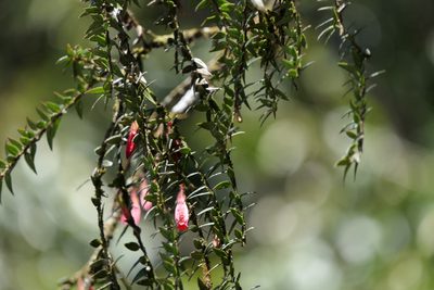 Agapetes serpens, photographed by Dinesh Valke