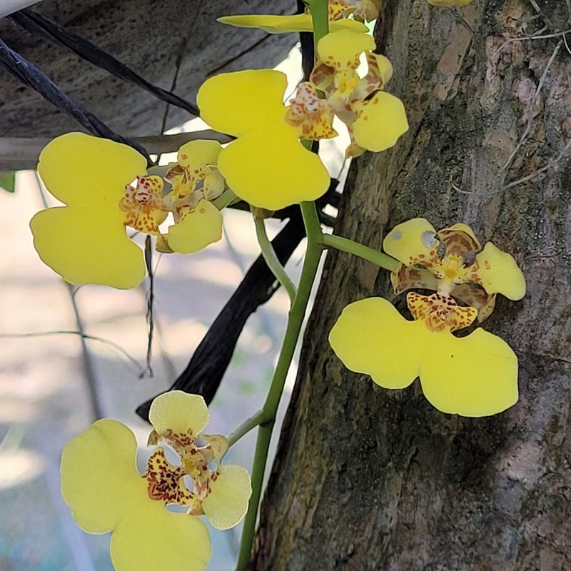 Rossioglossum ampliatum, photographed by Maria Janeiro