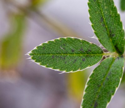 Acaena argentea, photographed by Nicolás Villaseca Merino