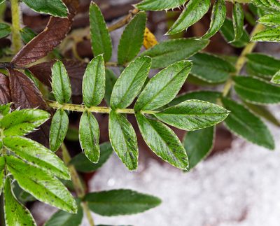 Acaena argentea, photographed by Nicolás Villaseca Merino