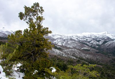 Austrocedrus chilensis, photographed by Nicolás Villaseca Merino