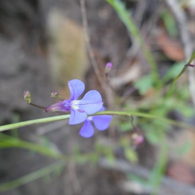 Lobelia andrewsii, photographed by Gary Williams