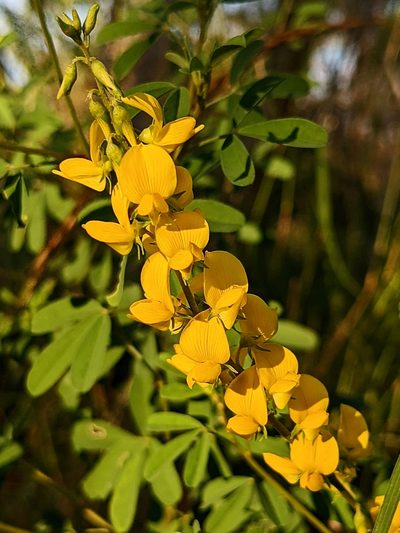 Crotalaria medicaginea, photographed by Michael Somerville
