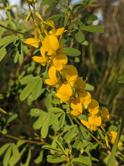 Crotalaria medicaginea, photographed by Michael Somerville