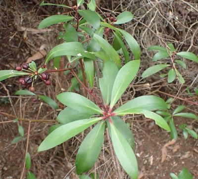 Tasmannia lanceolata, photographed by corunastylis