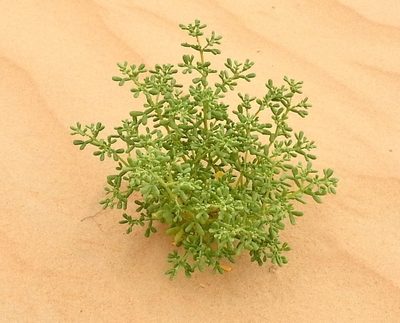 Zygophyllum qatarense, photographed by pavlaki1968