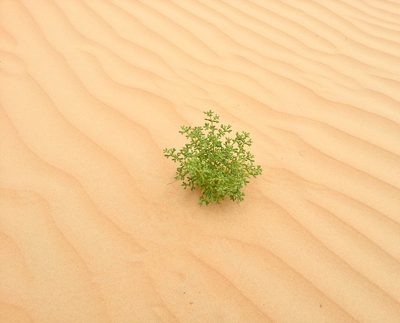 Zygophyllum qatarense, photographed by pavlaki1968