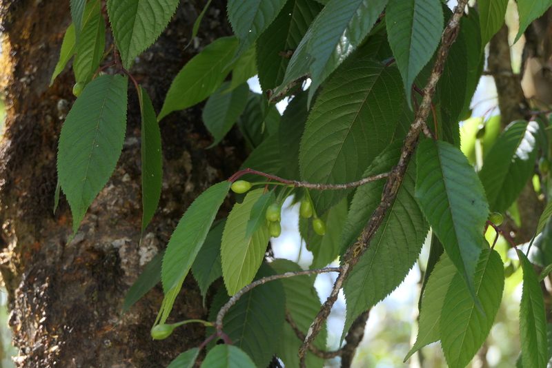 Prunus cerasoides, photographed by Dinesh Valke